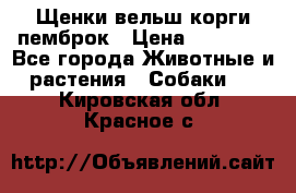 Щенки вельш корги пемброк › Цена ­ 70 000 - Все города Животные и растения » Собаки   . Кировская обл.,Красное с.